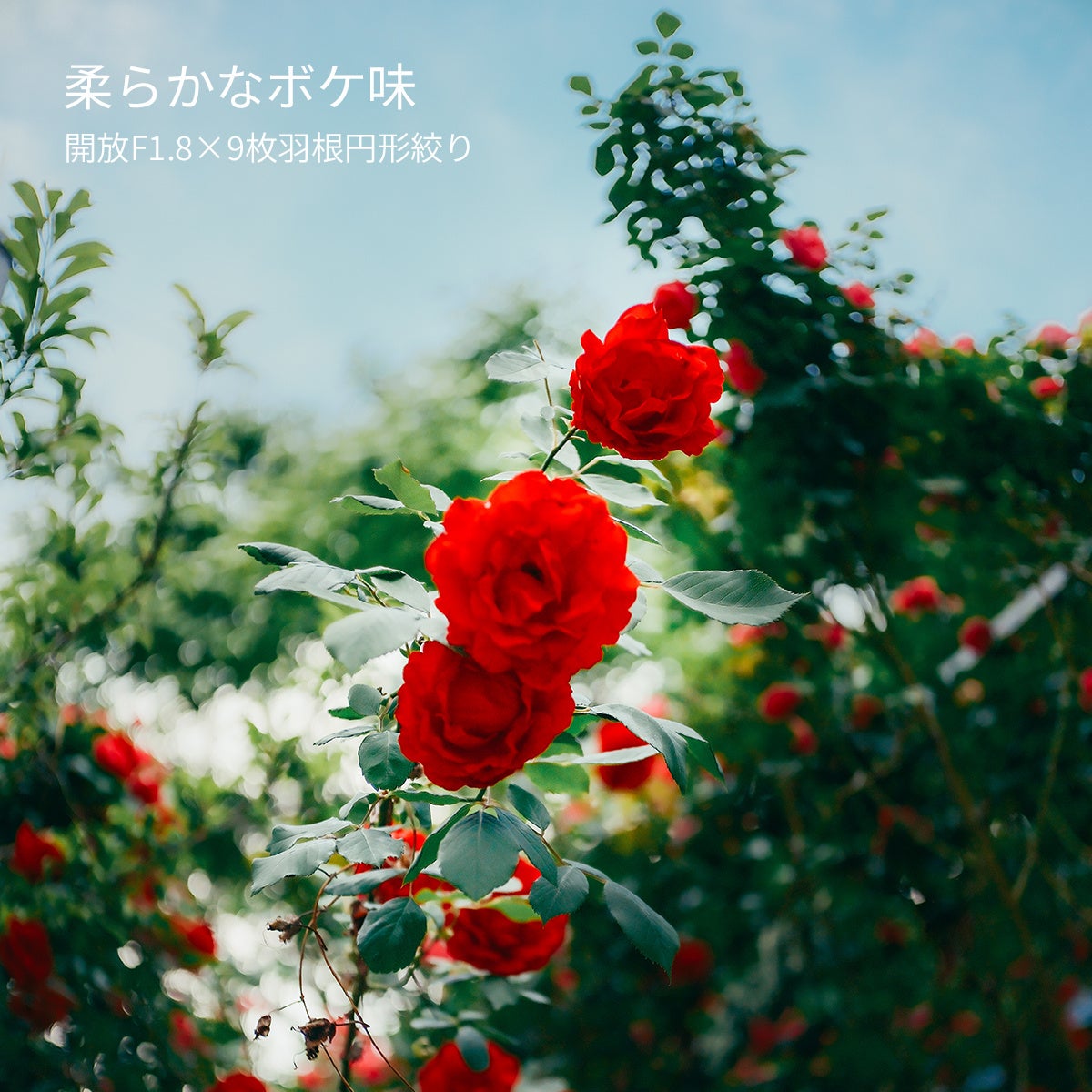 E&Iクリエイション、大口径単焦点レンズ「SG-image AF 25mm F1.8 マイクロフォーサーズ」のシルバーモデルを発売|価格と発売日(3枚目)