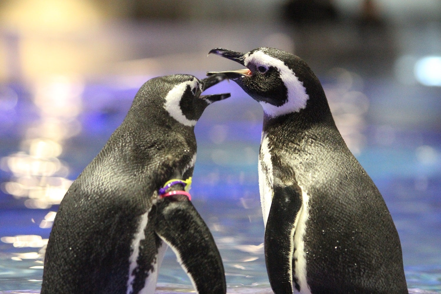 フルノシステムズ、すみだ水族館のサステナビリティプロジェクト「AQTION!」へ協賛を開始｜環境教育やサステナビリティ活動の支援を展開（2枚目）