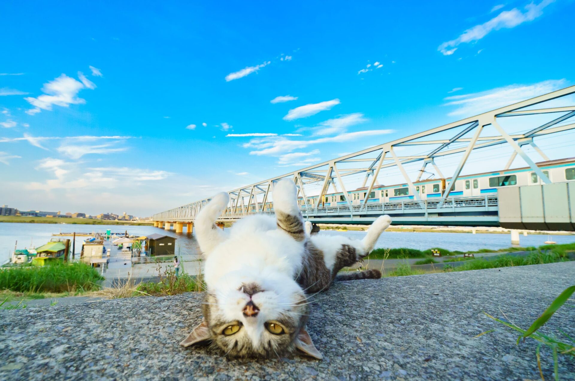 堤防上で仰向けに寝転ぶ猫の向こうに、鉄橋を渡る列車と青空が広がる風景写真