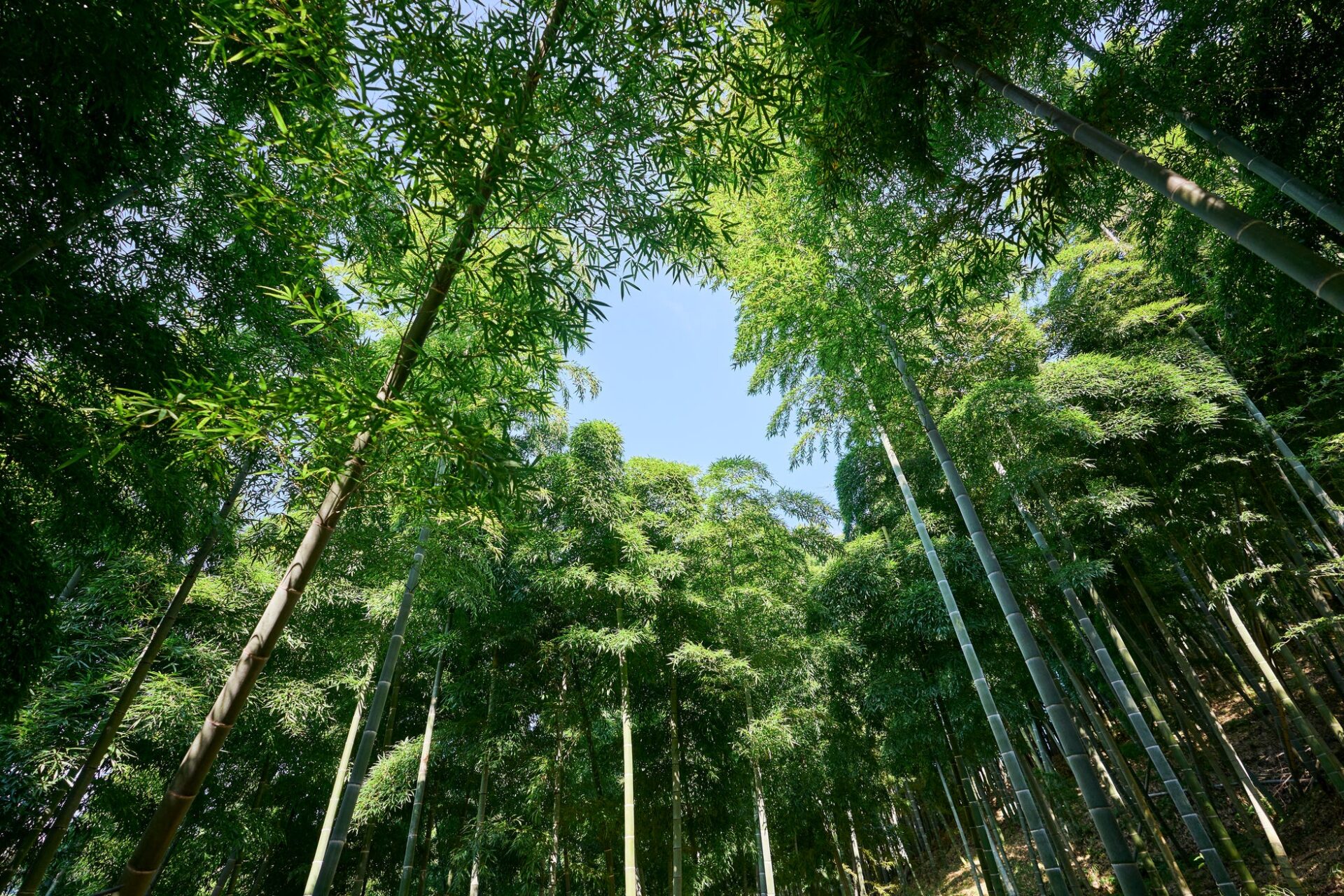 Amazon、日本全国20か所で森林再生と生物多様性保全活動に投資