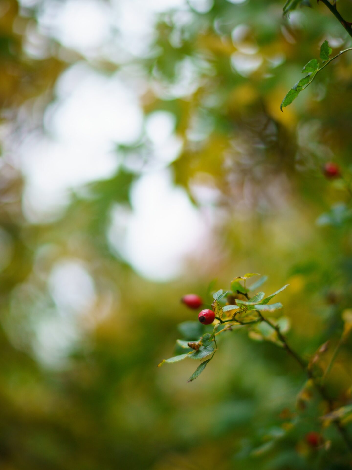 焦点工房、ライカM用レンズ「7Artisans 75mm F1.25 II」を発売 - 画像16