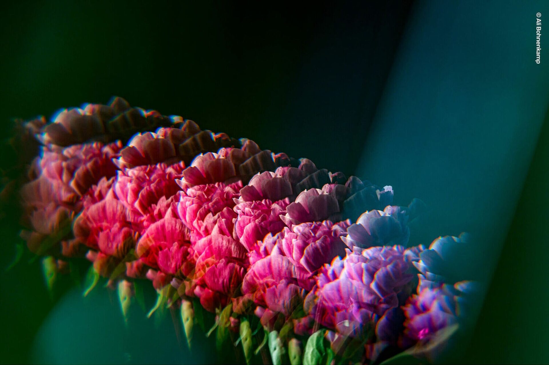 ©Ali BohnenkampLensbaby OMNI Crystal II リピーターワンド使用