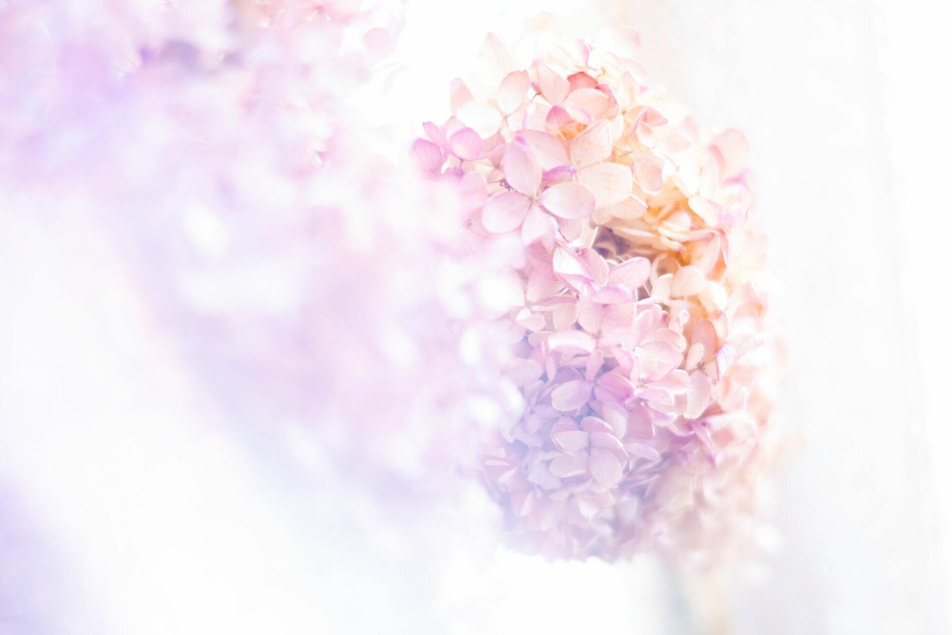 ©Kano HayasakaLensbaby OMNI Crystal II メロン・ウェッジ使用
