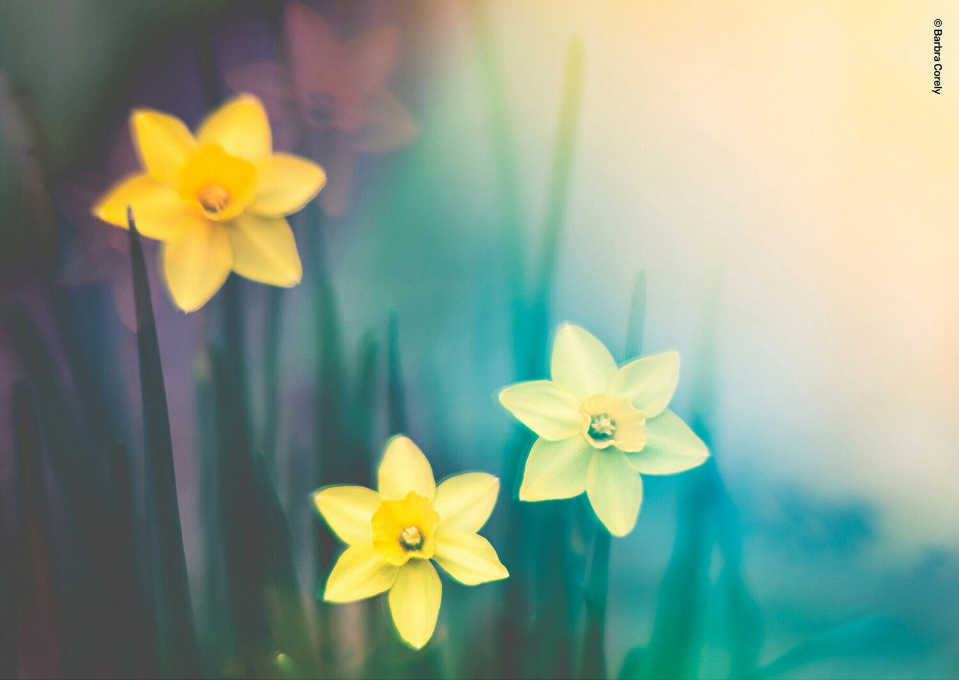 ©Barbra CorelyLensbaby OMNI Color II カラーフィルター使用