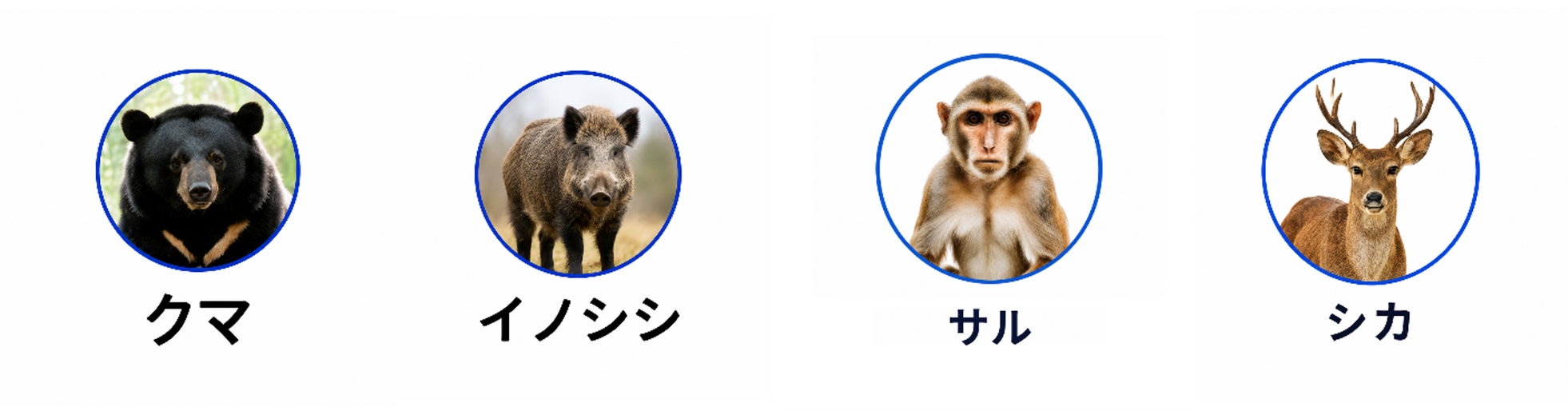 SpotCam、クマやイノシシを検知するクラウドサービス「大型動物AI検知サービス」を2026年9月11日提供開始｜30日間無料クーポンプレゼントキャンペーン（3枚目）