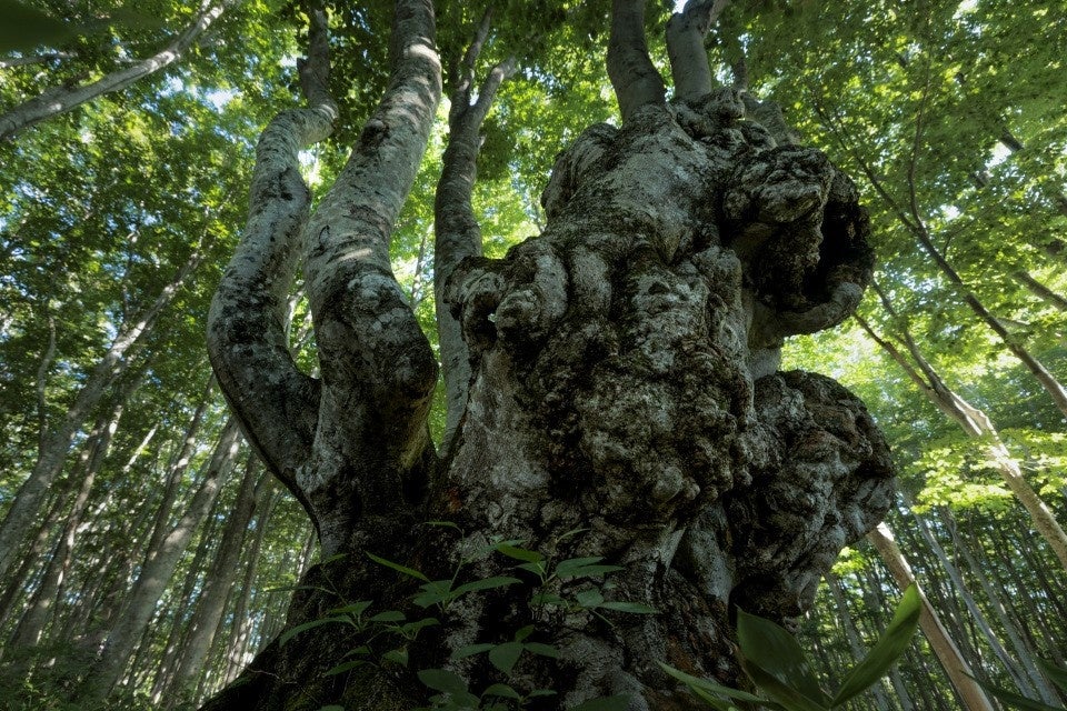 キヤノンMJ、岩木登氏の写真集“南八甲田”を発売 - 画像4