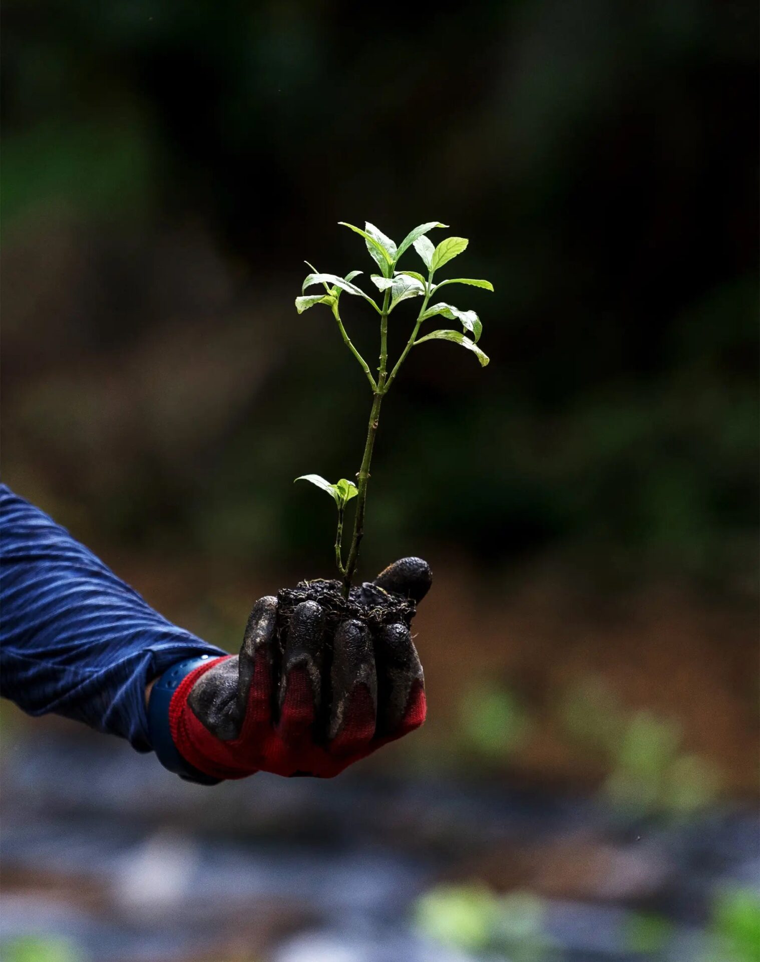 知名オーディオ、琉球藍を用いた「藍染スピーカー」を発表 - 画像5