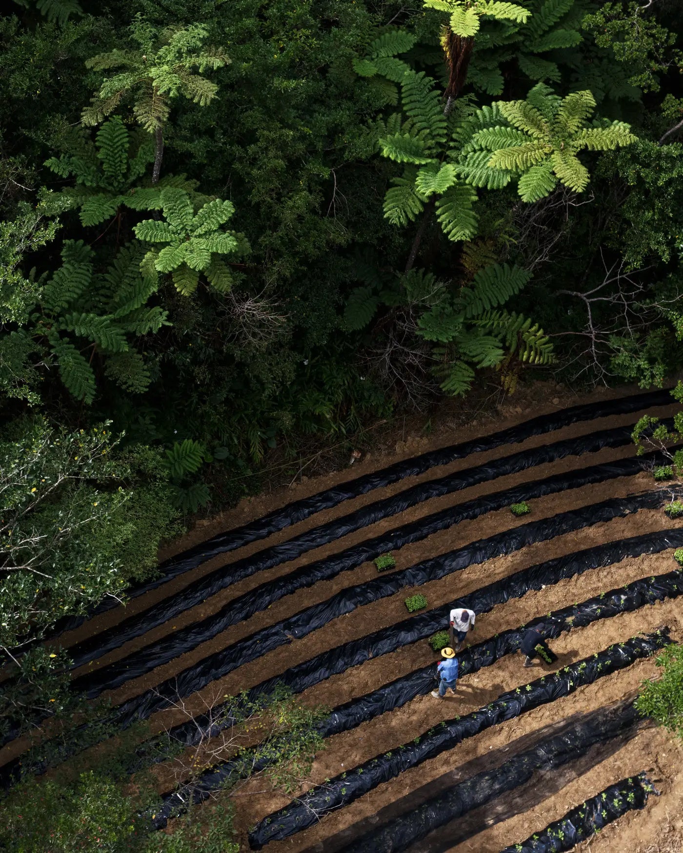 知名オーディオ、琉球藍を用いた「藍染スピーカー」を発表 - 画像6