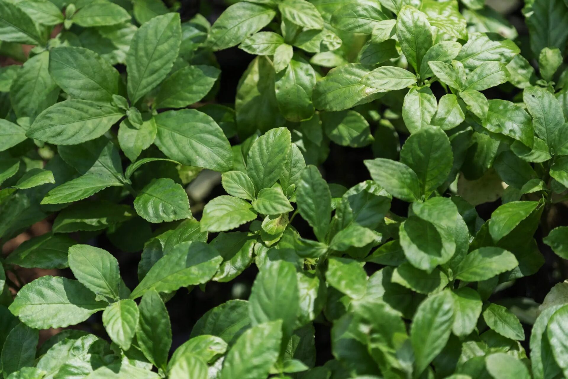 知名オーディオ、琉球藍を用いた「藍染スピーカー」を発表 - 画像9