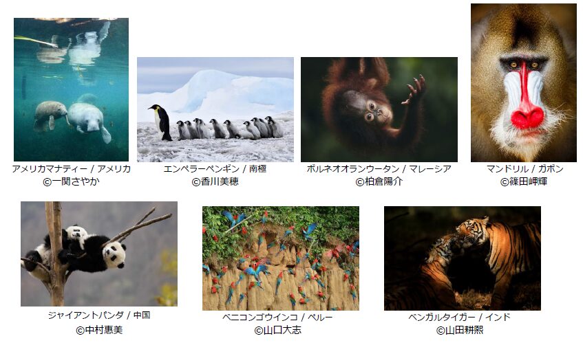 富士フイルム、写真展「希望(HOPE)~みんなで考える動物の未来~」を開催 - 画像20