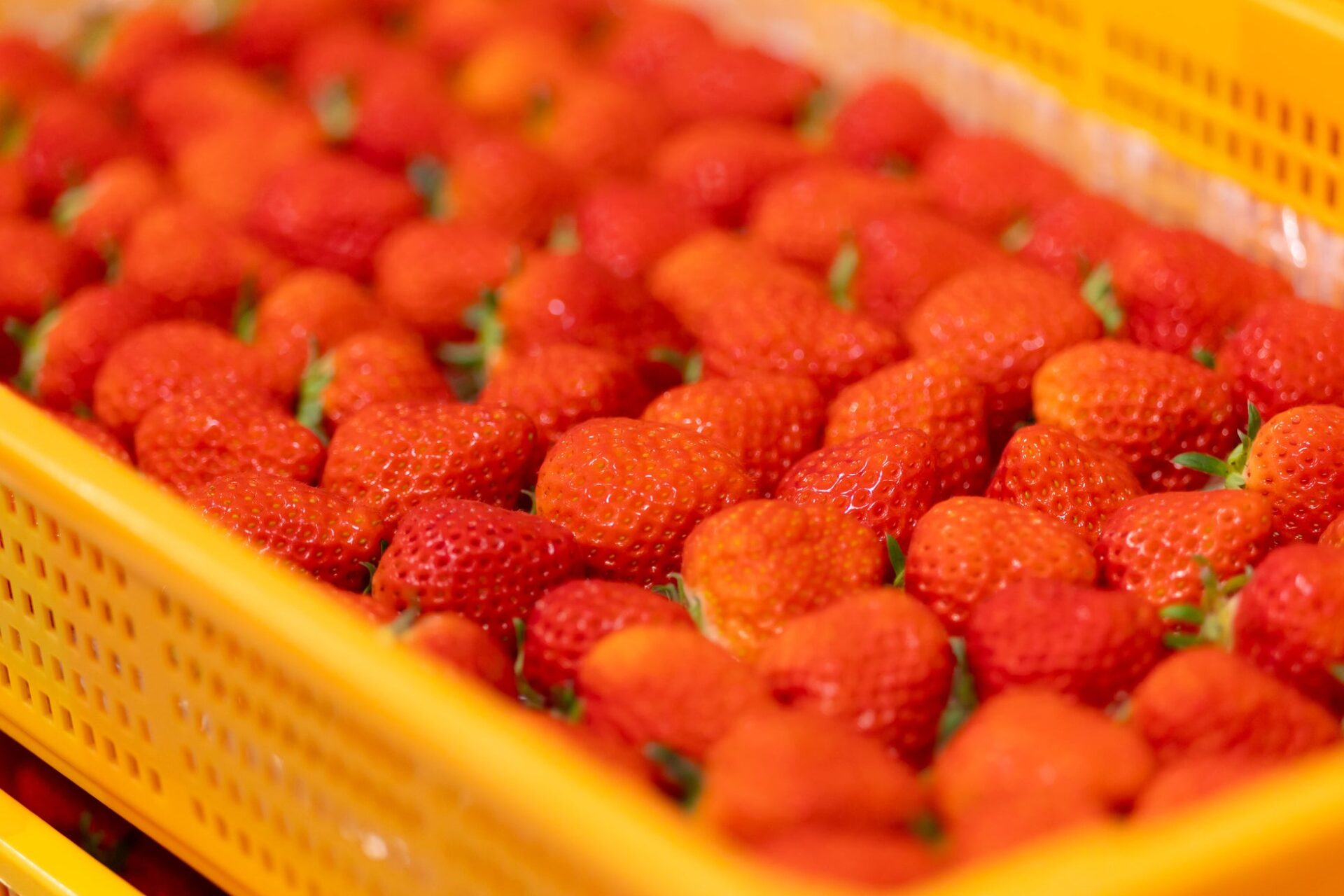 ハイレゾ、綾川町データセンター開所式を開催 廃校活用で「香川モデル」を推進 - 画像9