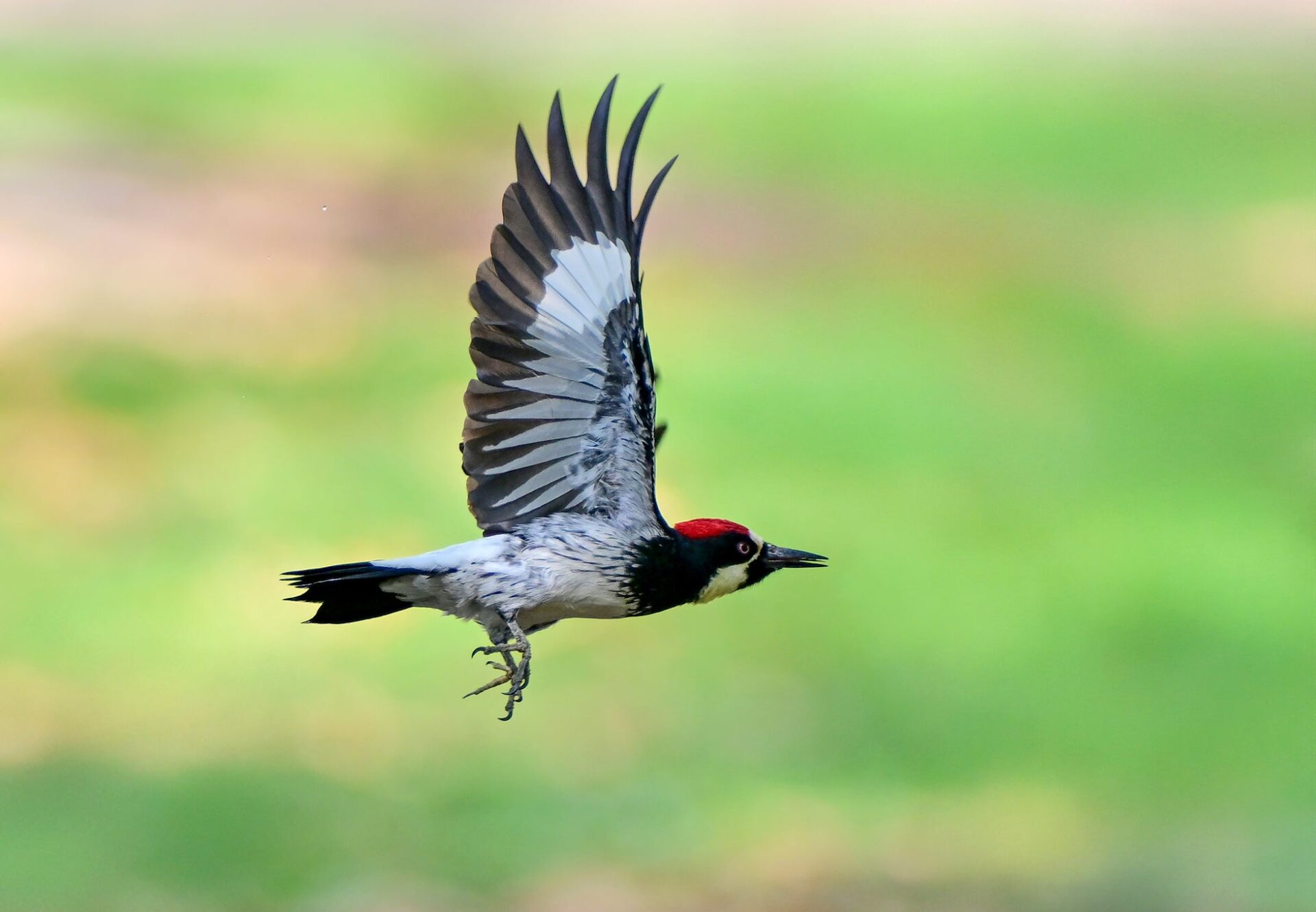 LAOWAから超大口径望遠AFレンズ「200mm F2 AF FF」が登場 - 画像5