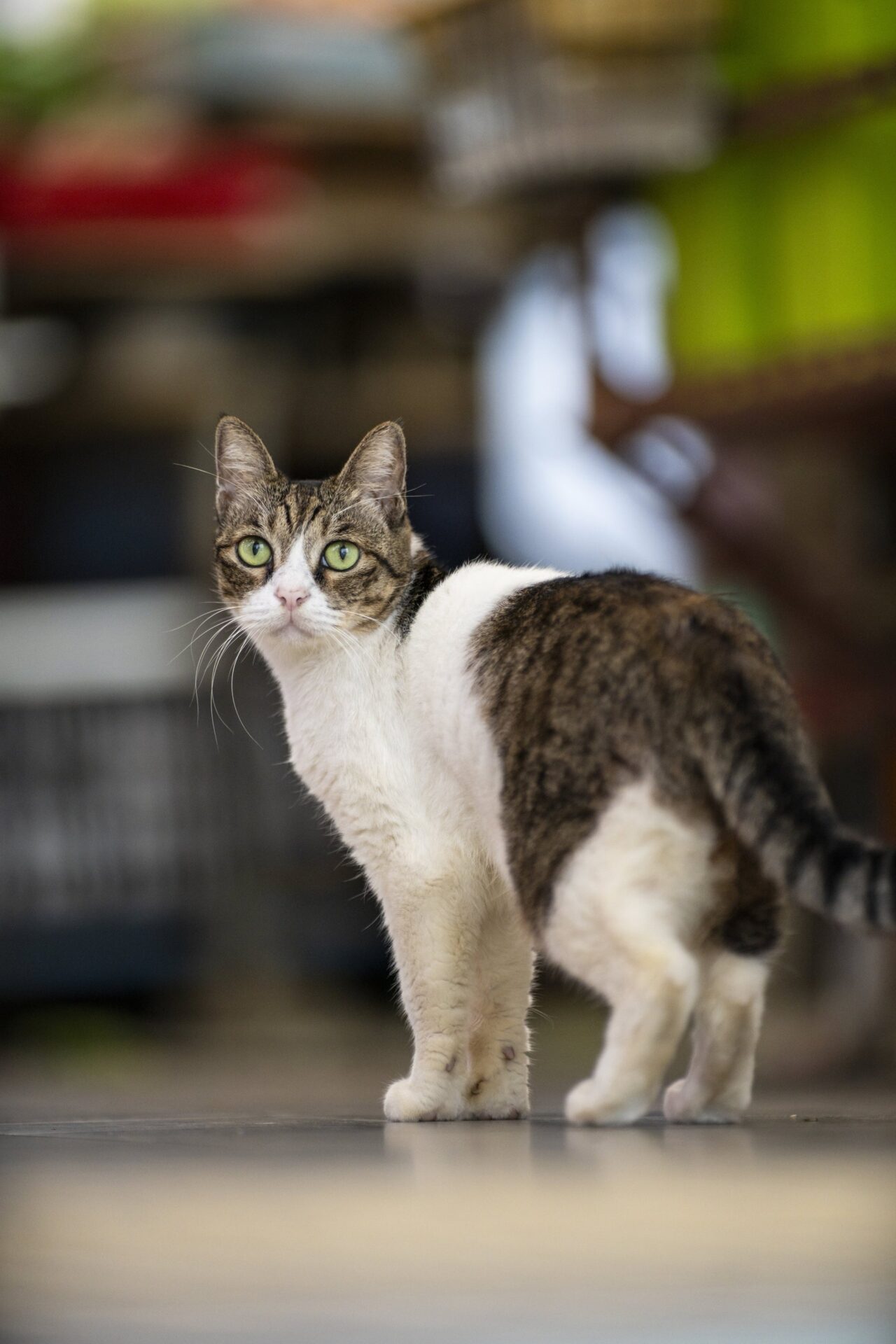 LAOWAから超大口径望遠AFレンズ「200mm F2 AF FF」が登場 - 画像7