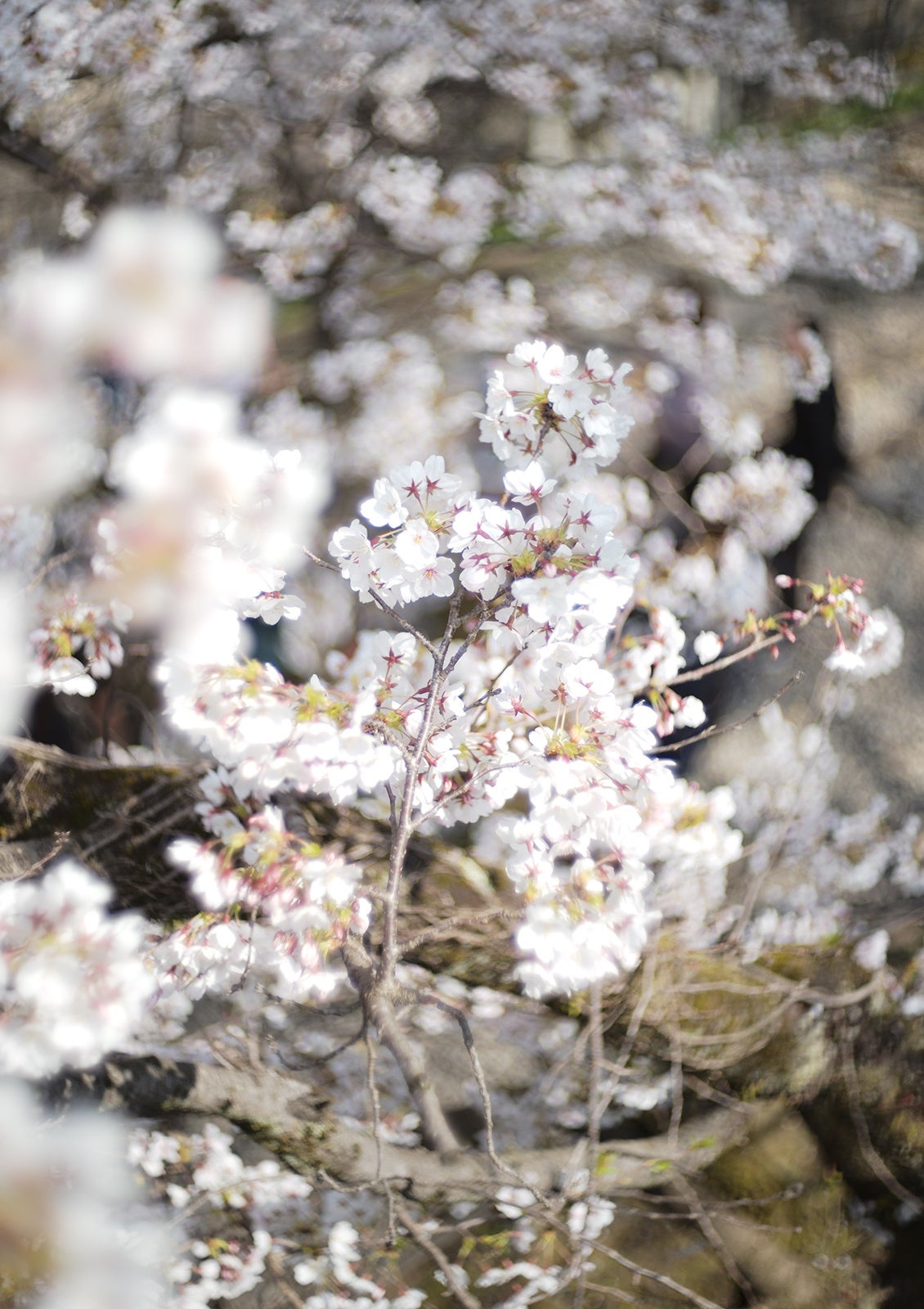 焦点工房、LIGHT LENS LAB「M 50mm f/1.5 Z21 マットブラック」を発売 - 画像11