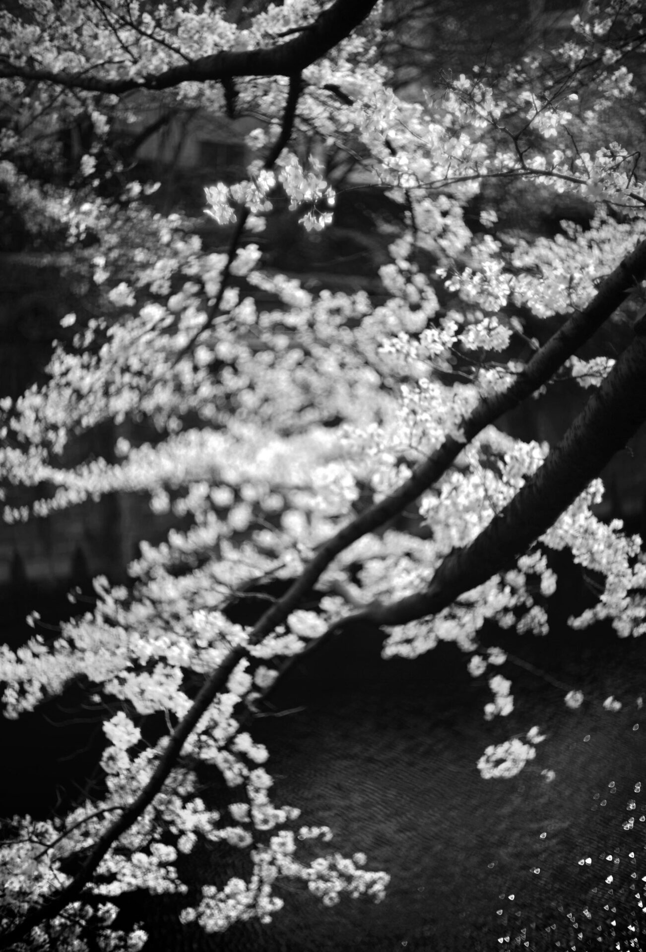 焦点工房、LIGHT LENS LAB「M 50mm f/1.5 Z21 マットブラック」を発売 - 画像17