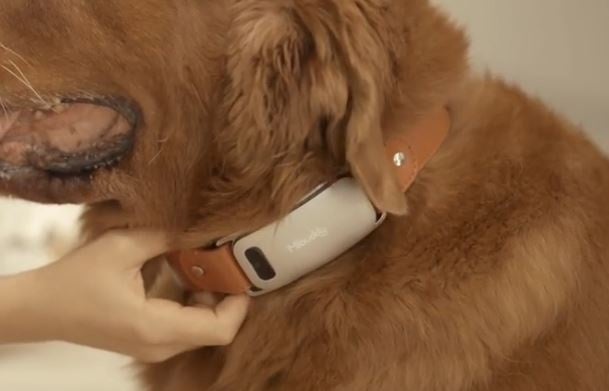 AIで犬の鳴き声を翻訳するスマート首輪「Mibuddy」が日本上陸 - 画像20