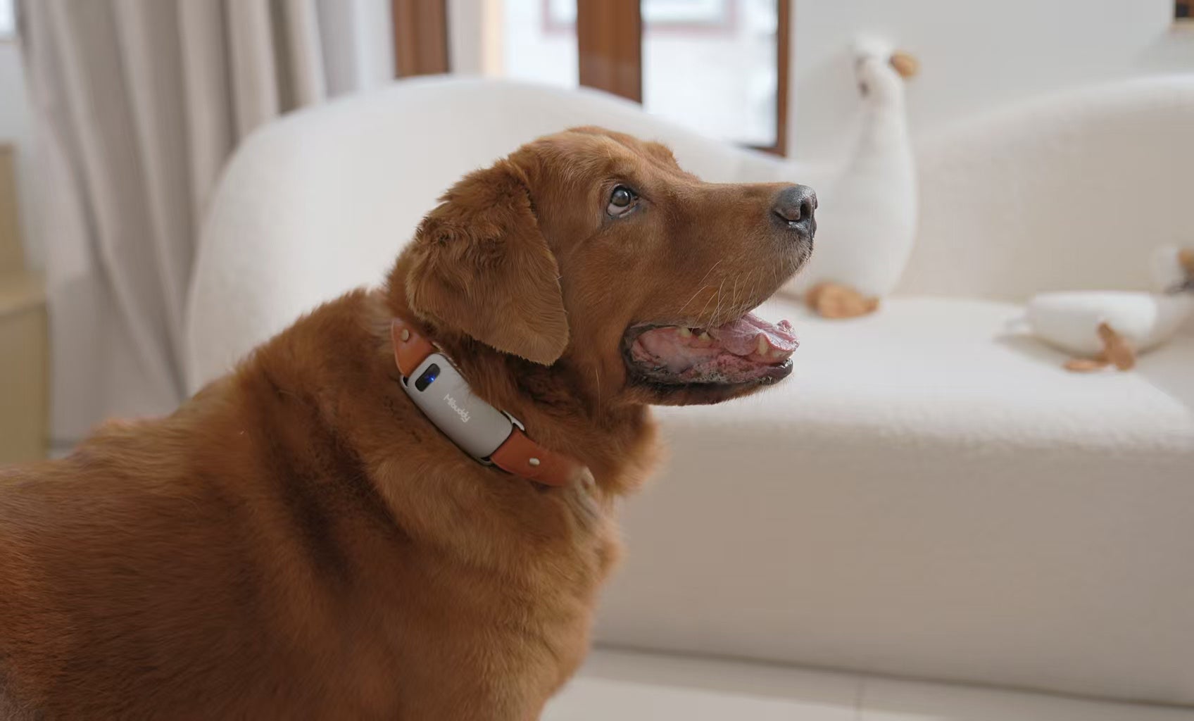 AIで犬の鳴き声を翻訳するスマート首輪「Mibuddy」が日本上陸 - 画像6