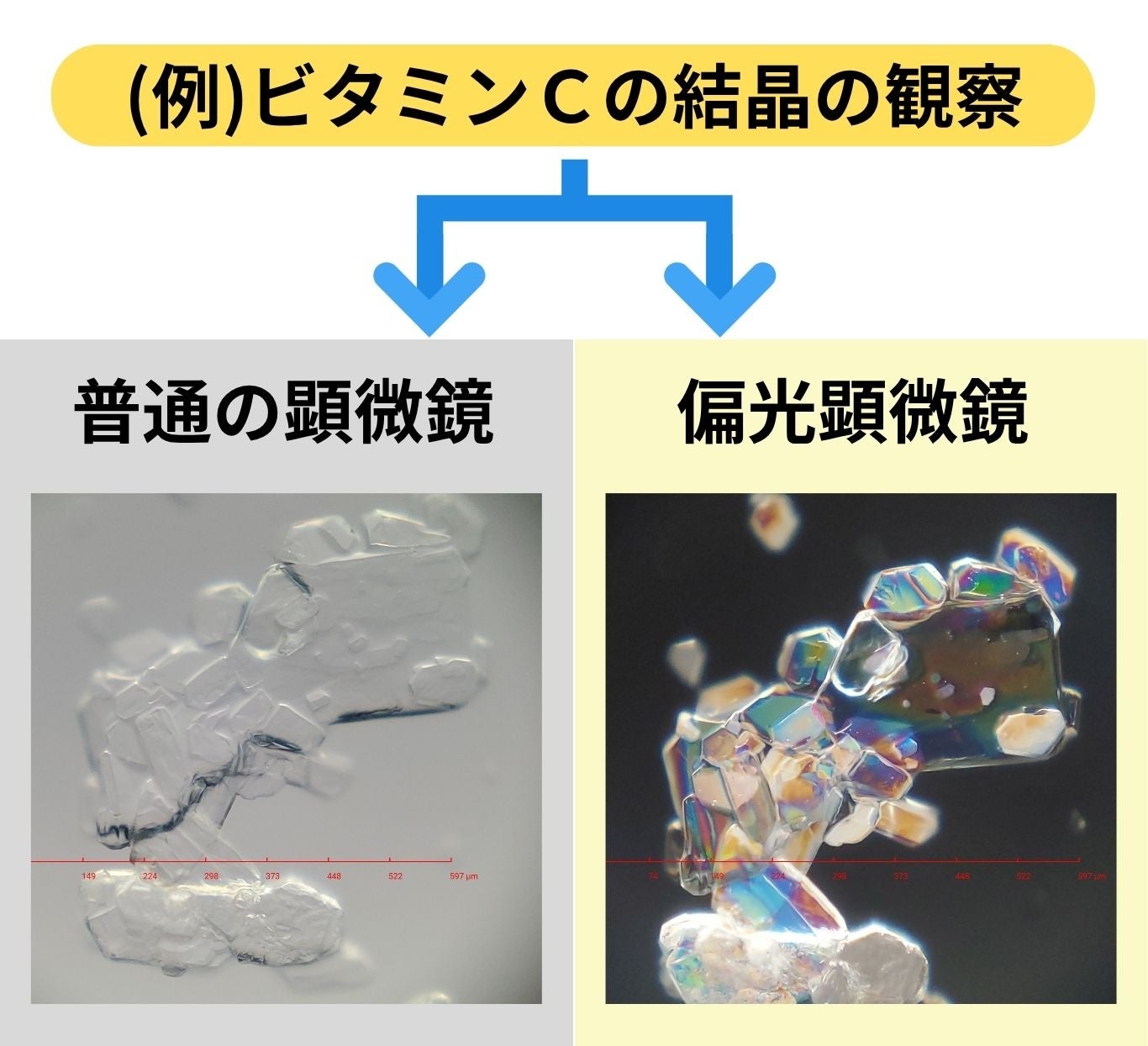スマホ顕微鏡「ミクロハンターキットX250P」、第2回クラウドファンディングを開始 - 画像4