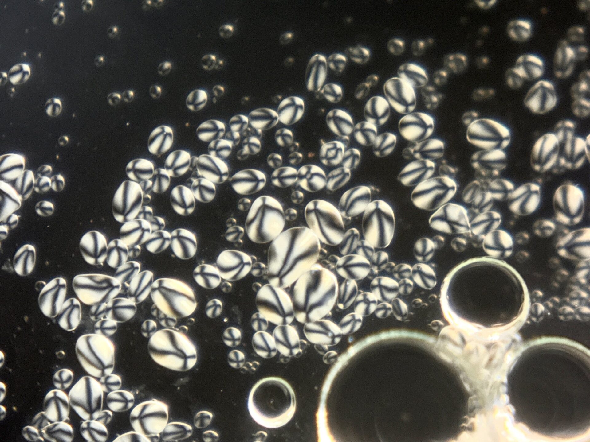 スマホ顕微鏡「ミクロハンターキットX250P」、第2回クラウドファンディングを開始 - 画像7