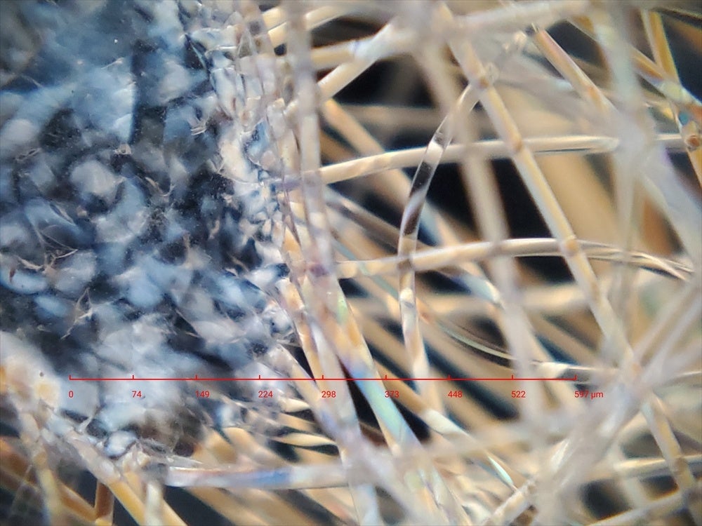 スマホ顕微鏡「ミクロハンターキットX250P」、第2回クラウドファンディングを開始 - 画像9