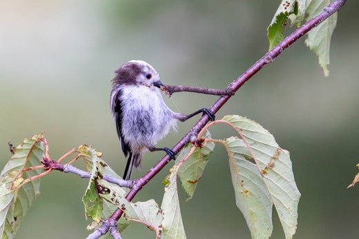 「第１１回わぉ！な生きものフォトコンテスト」グランプリ発表 - 画像5