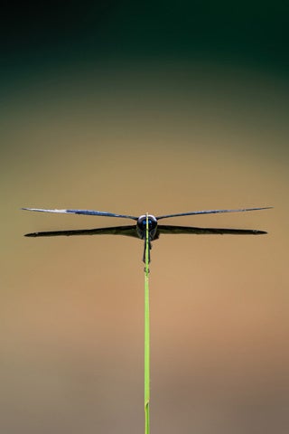 「第11回わぉ!な生きものフォトコンテスト」グランプリ発表 - 画像6