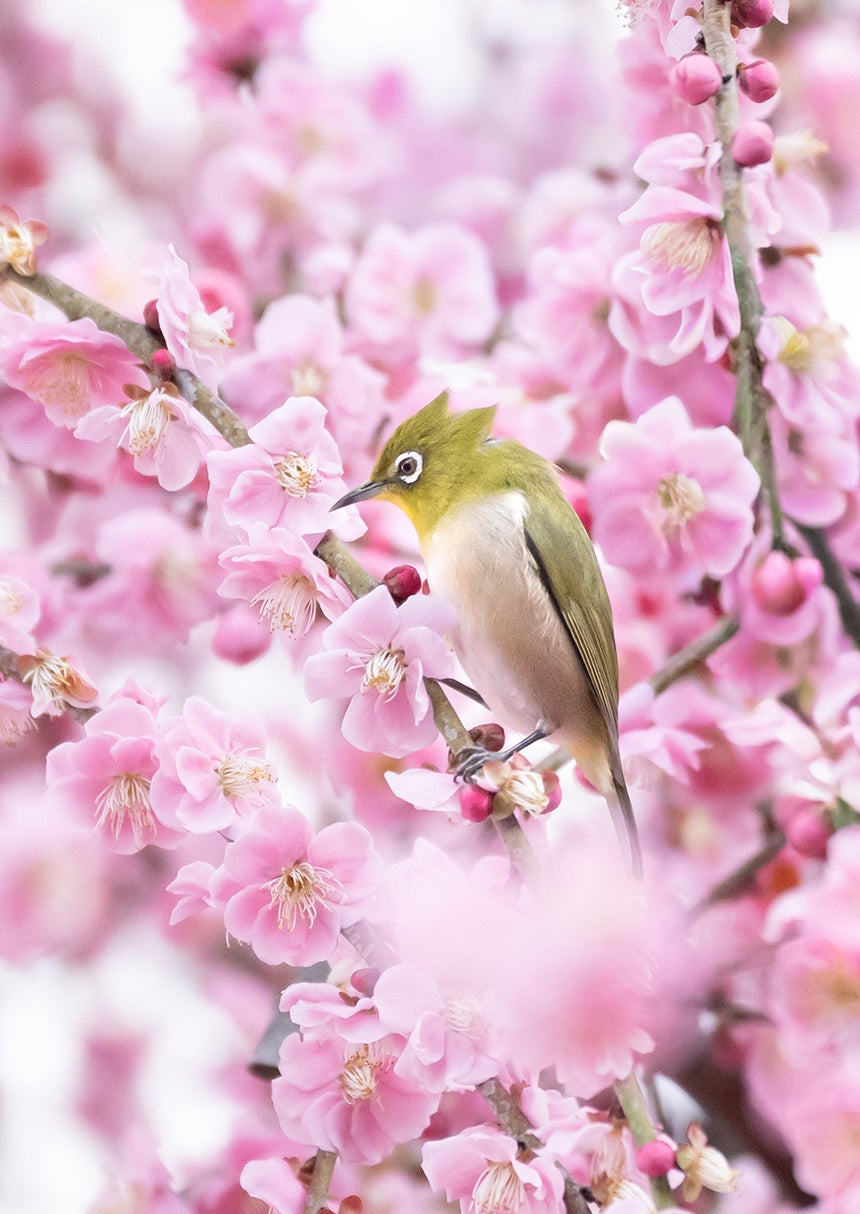 「第１１回わぉ！な生きものフォトコンテスト」グランプリ発表 - 画像7