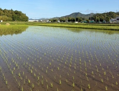 ネオジャパン、兵庫県丹波篠山市で社員による田植えを実施 - 画像2
