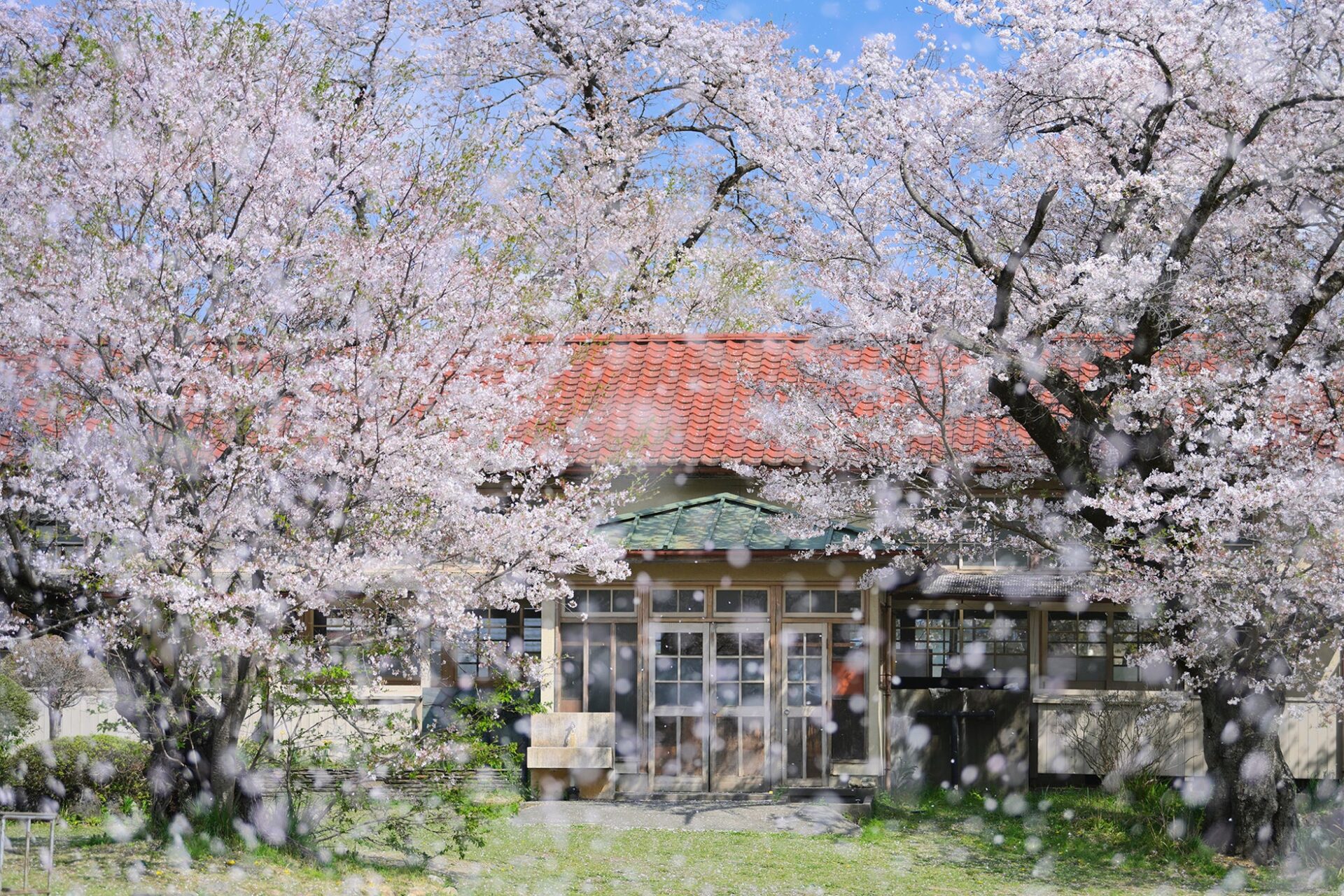 ニコンIJ、深澤武氏の写真展「桜」を開催 - 画像1