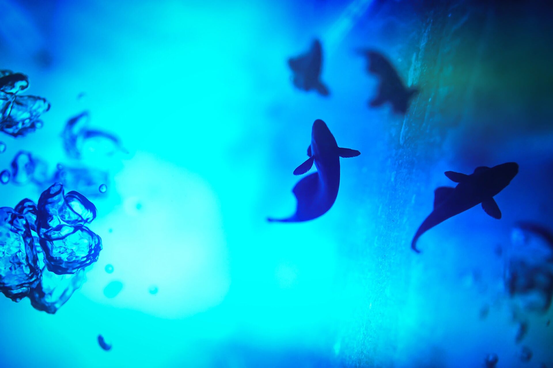 ニコン、写真家・水咲奈々氏の写真展「Gradually」を東京・大阪で開催 - 画像1