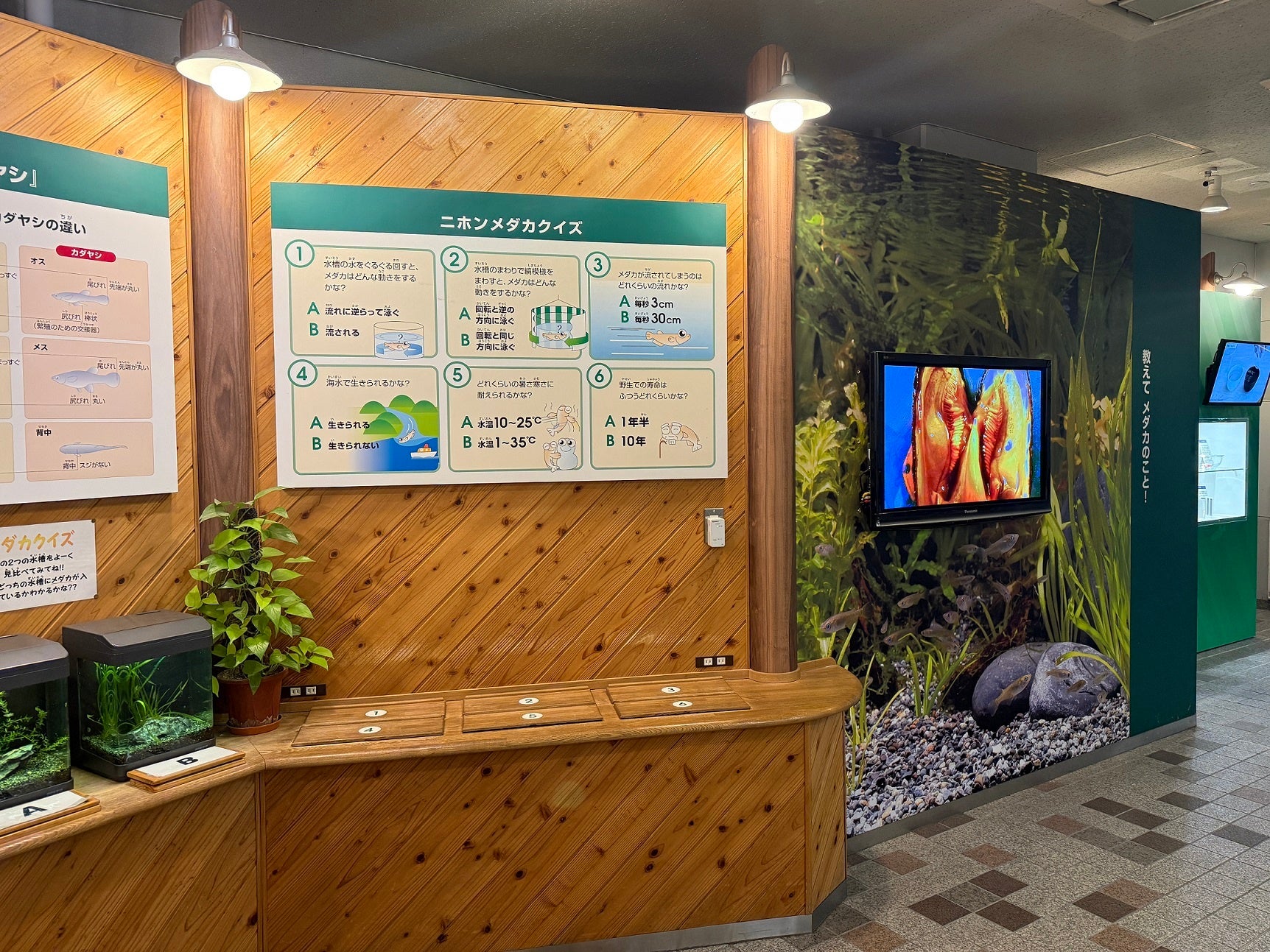 日東工業、世界のメダカ館に放電検出ユニット「スパーテクト」を寄贈 - 画像7