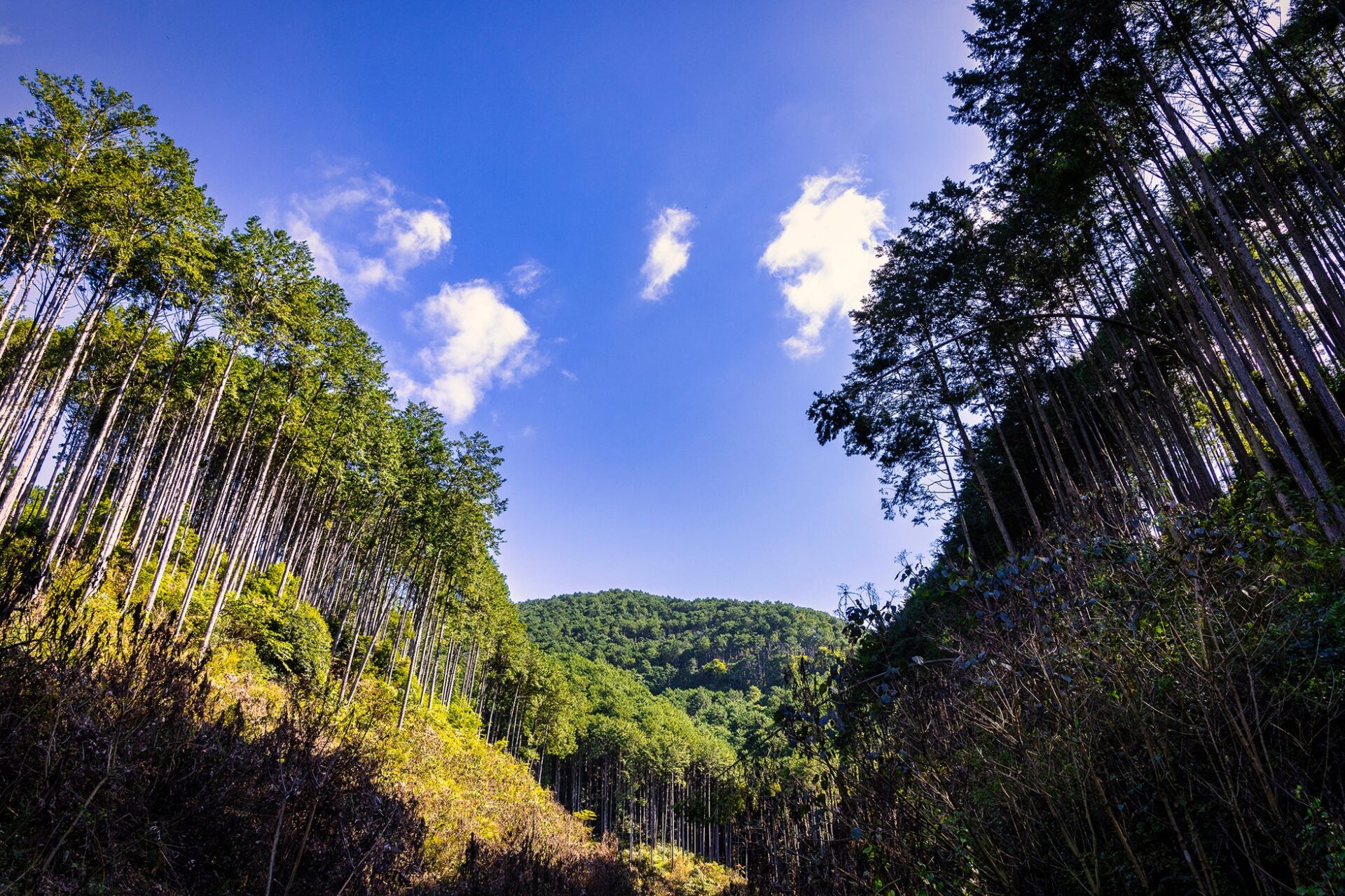 小野測器、省エネへの取り組みが評価され「電気使用合理化表彰」で最優秀賞を受賞 - 画像9