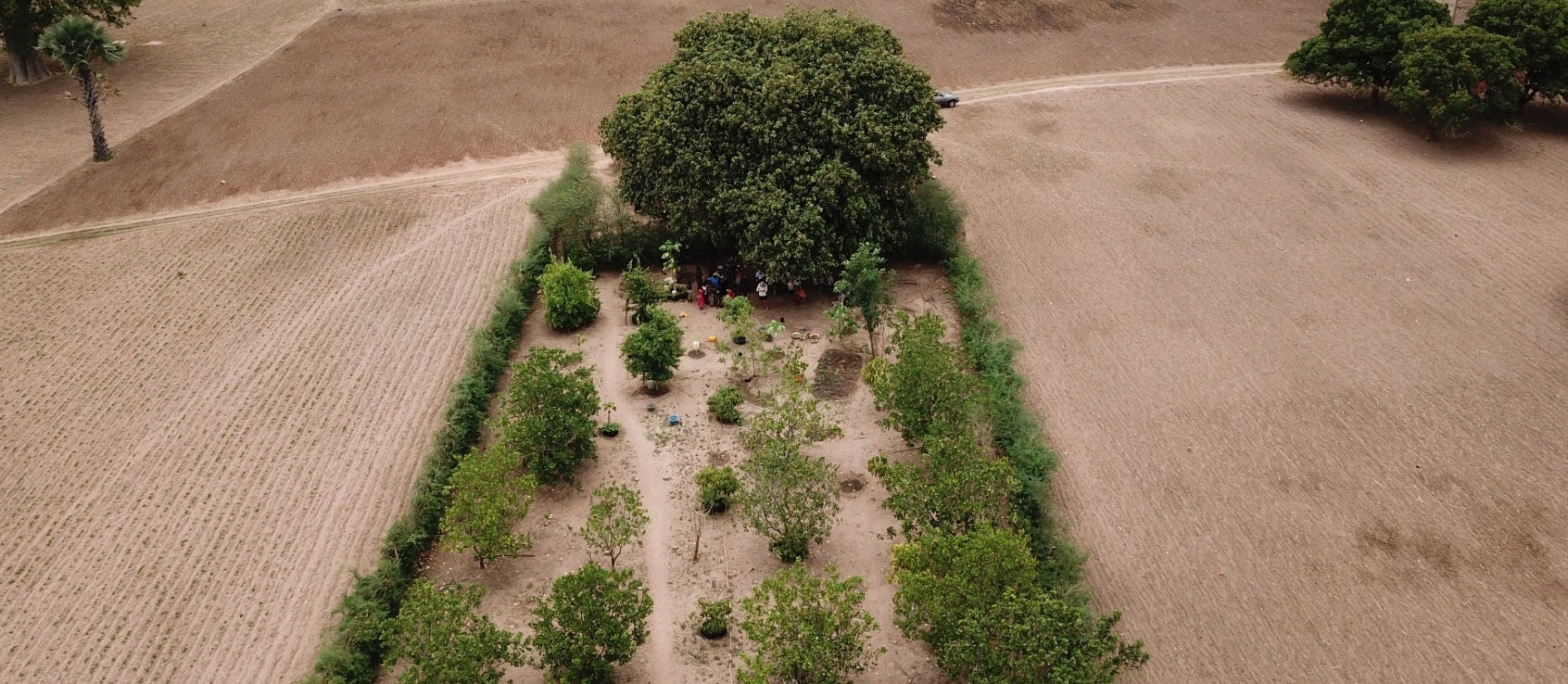 PITAKA、アースデー限定の新ケース「葉脈の息吹」を発表 - 画像13