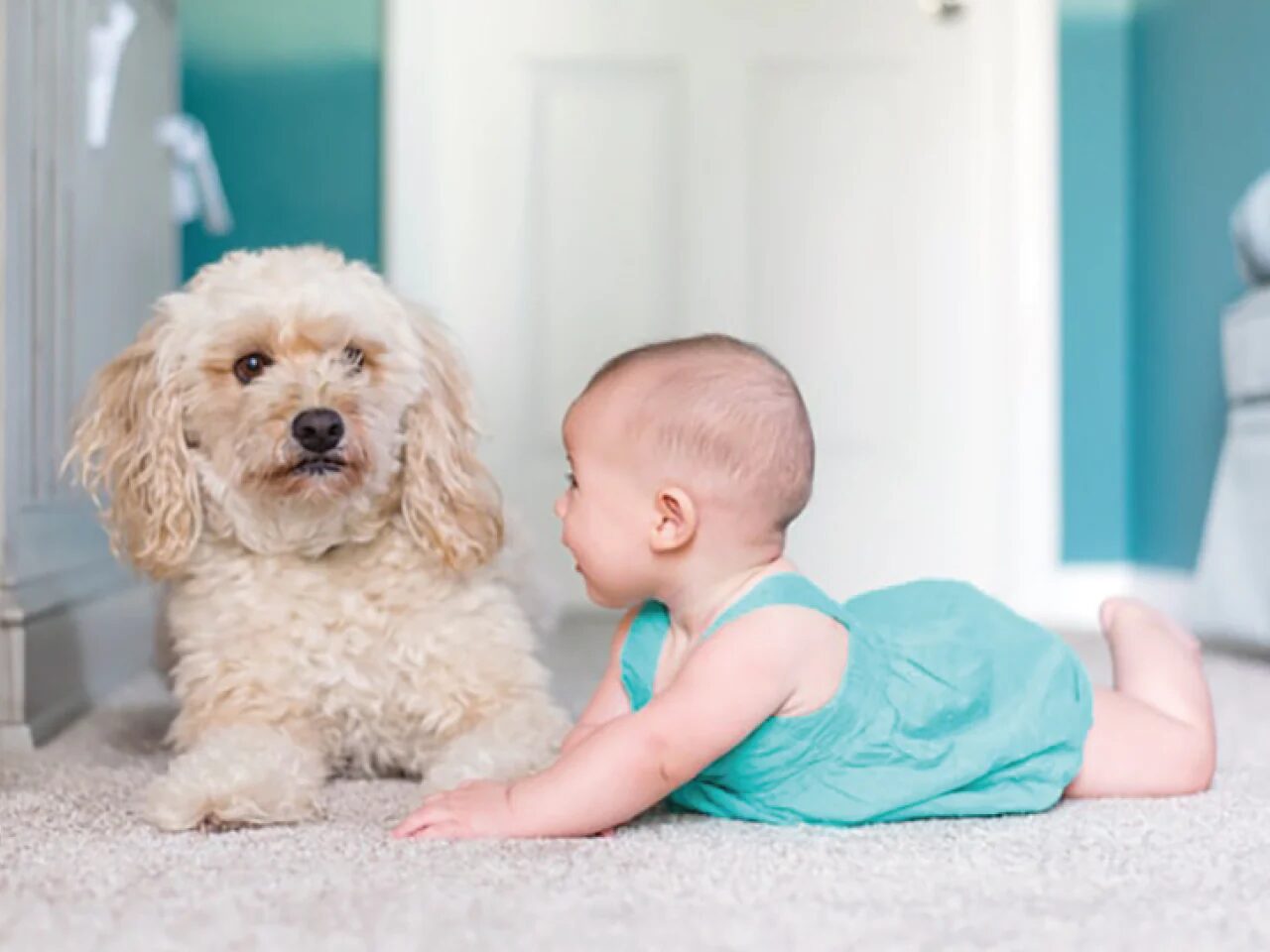 relicaから屋内用ワイヤレスカメラ新シリーズ - 画像8