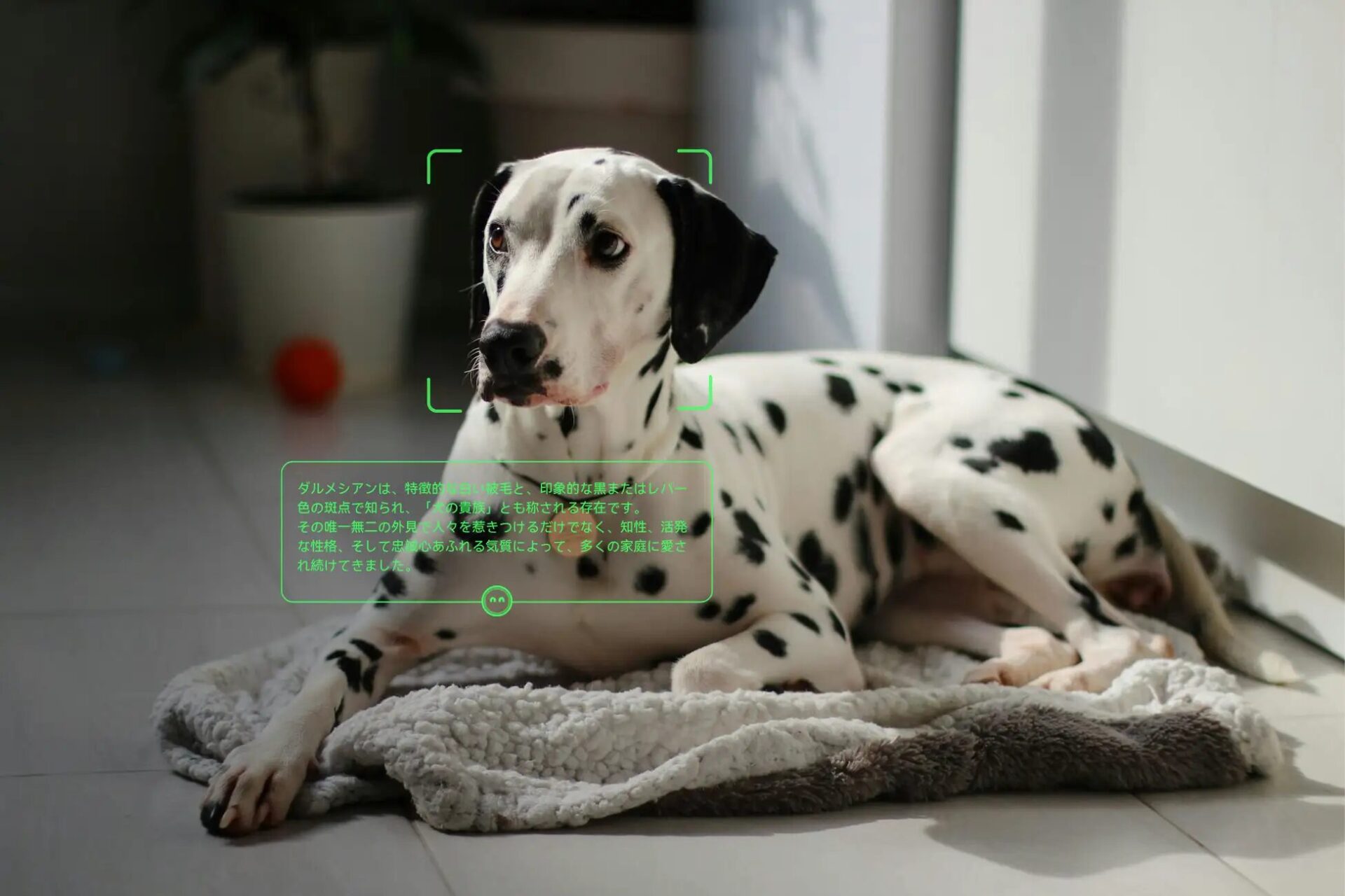 Rokid、AIスマートグラスが支援額5億円を突破 - 画像4