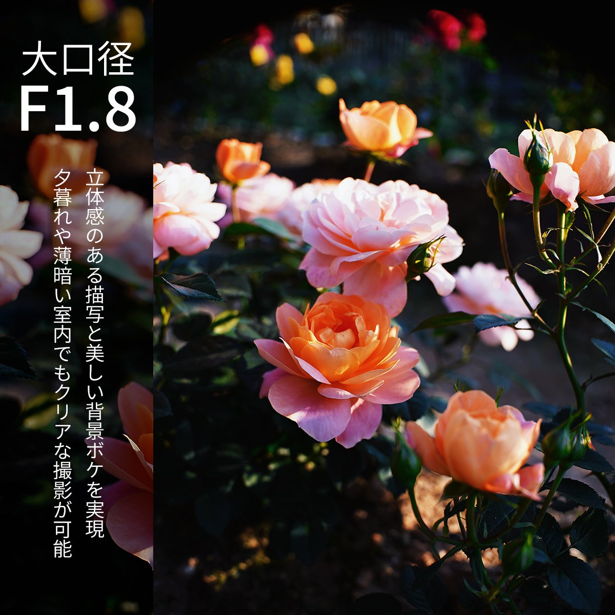 APS-C用レンズ「SG-image 25mm F1.8」が新発売 - 画像2