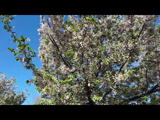 システムファイブ、DJIの新作カメラ「Osmo Pocket 4」を4月22日に出荷開始 - 画像8