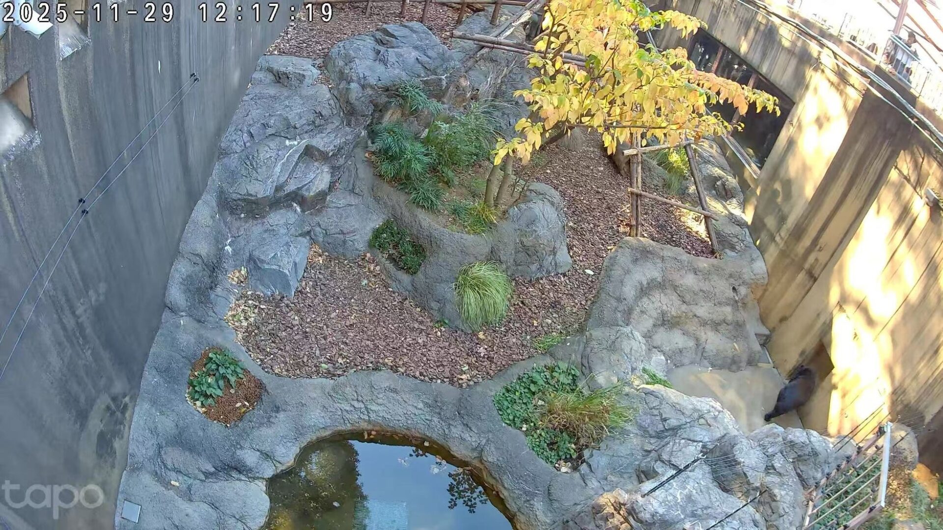 TP-Link、AIアシスタント「Tapo AI」日本導入準備開始 - 画像3