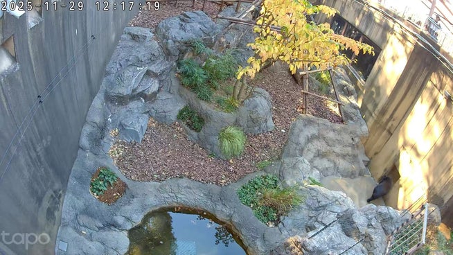 TP-Link、AIアシスタント「Tapo AI」日本導入準備開始 - 画像4