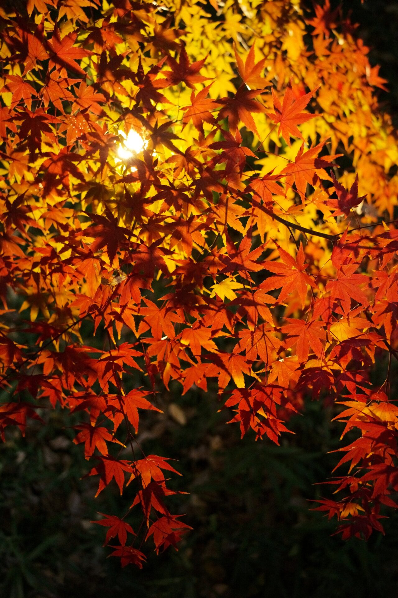 焦点工房、Thypochのパンケーキレンズ「Eureka 28mm f/2.8 ASPH.」富士フイルムXマウント用を発売 - 画像14