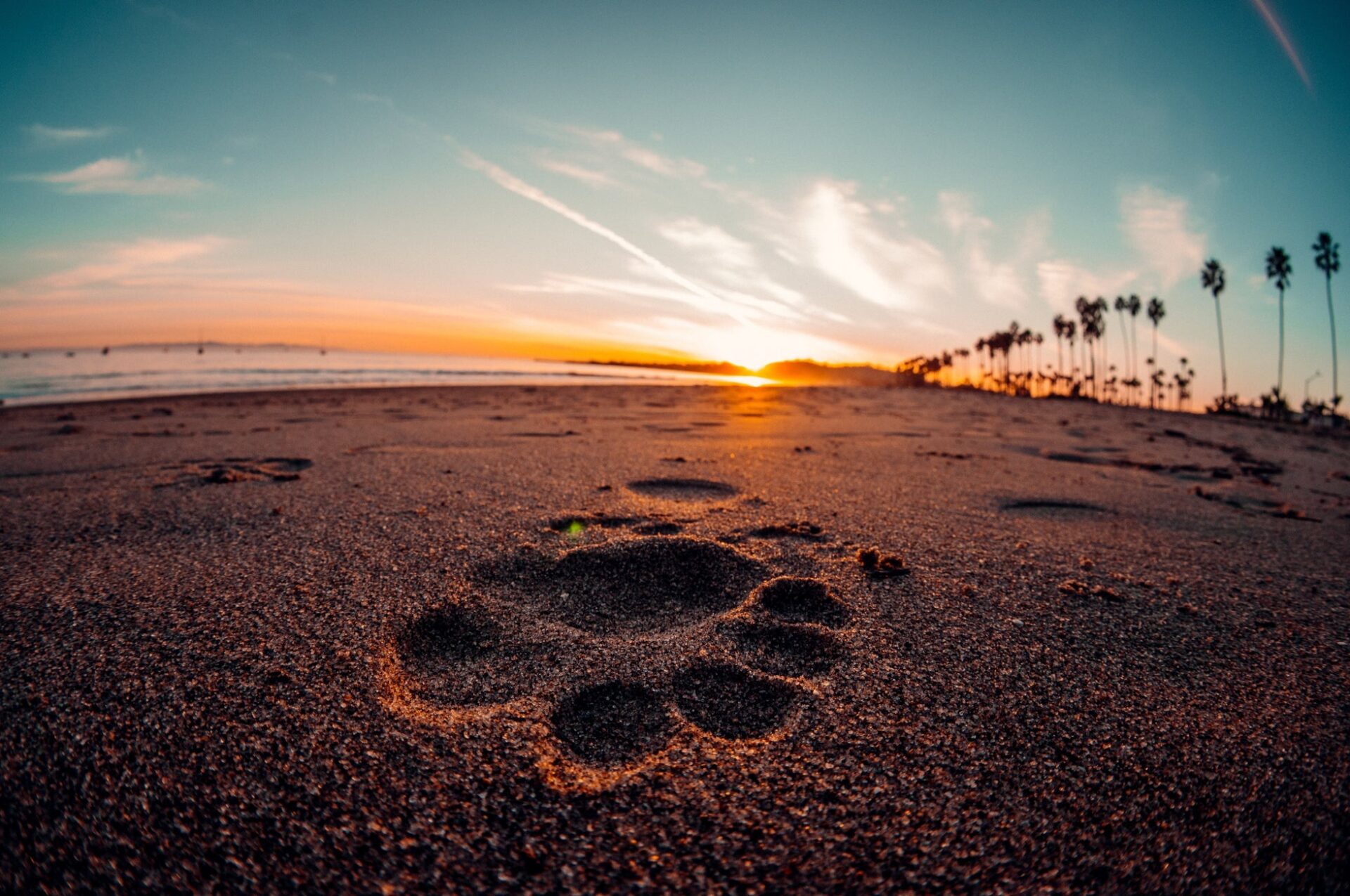 焦点工房、魚眼レンズ「TTArtisan 7.5mm f/2 C Fisheye」にシルバーモデルを追加 - 画像17