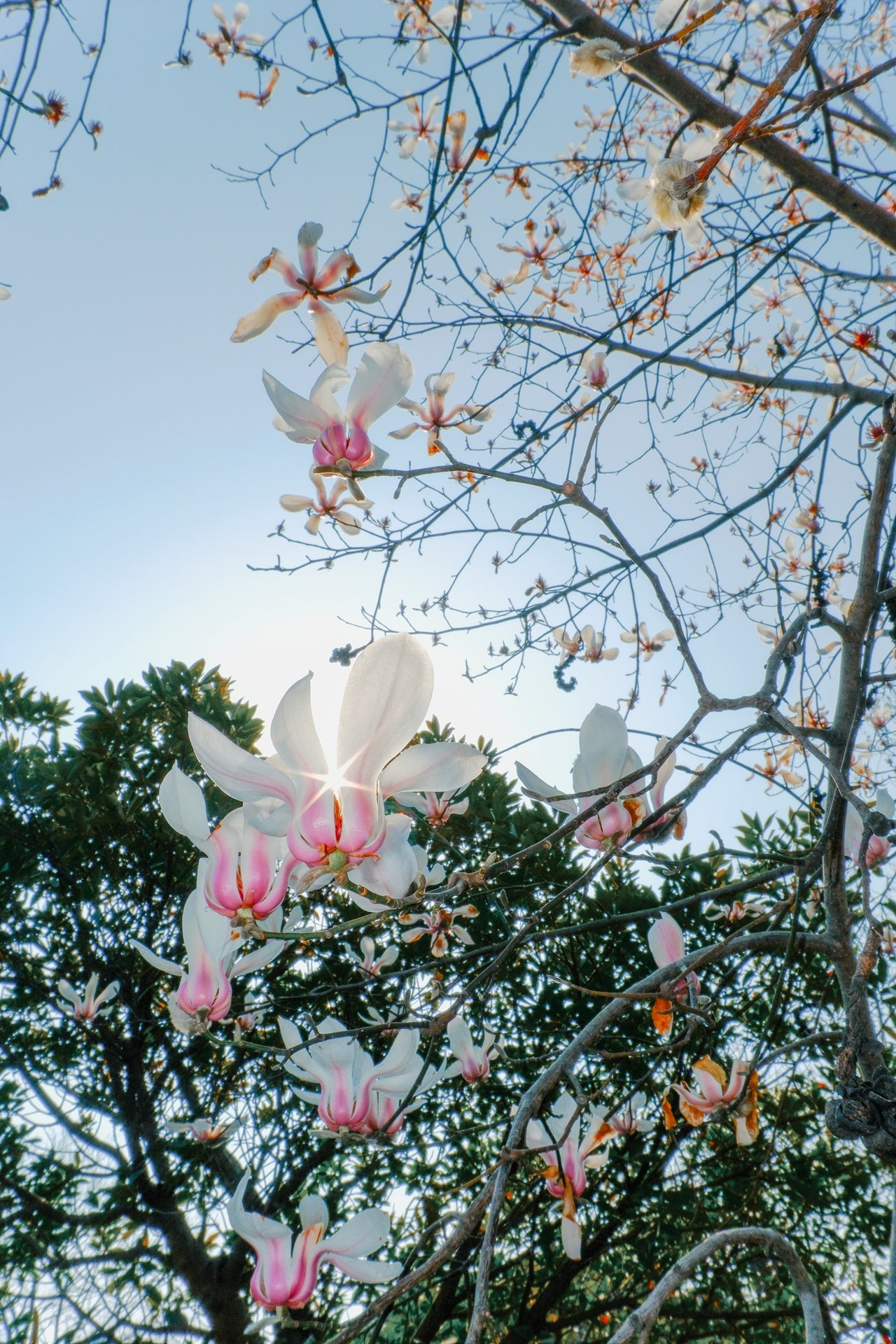 焦点工房、銘匠光学のAF対応広角単焦点レンズを発売 - 画像17