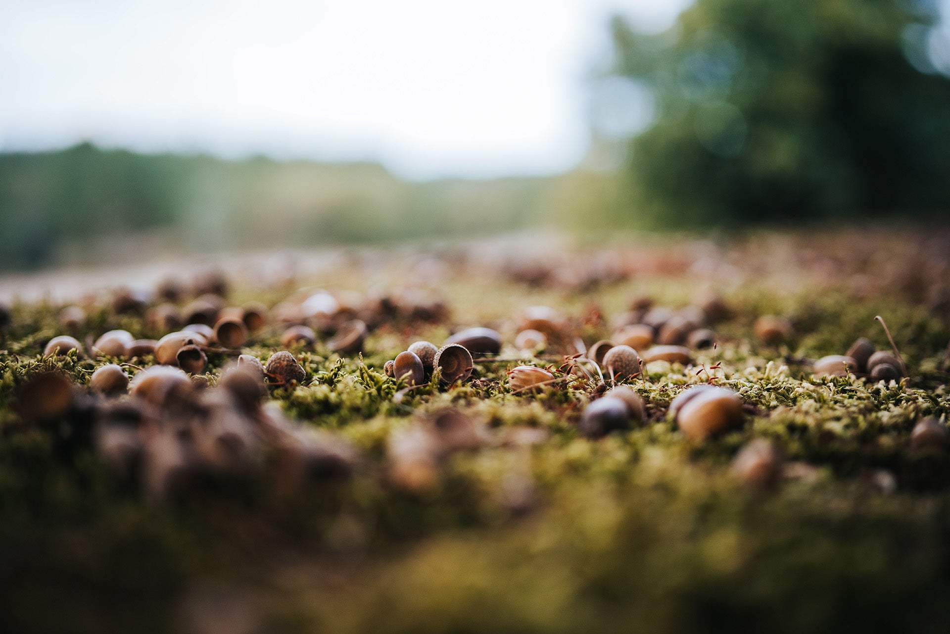 コシナ、ZEISS準広角レンズ「Otus ML 1.4/35」を発売 - 画像8